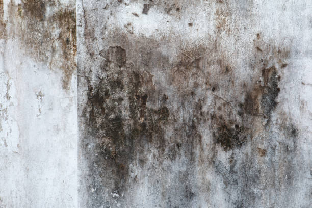 Best Air Quality Testing for Mold Spores  in Sunset Beach, NC