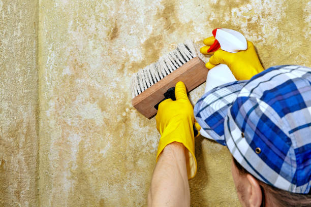 Best Water Damage & Mold Remediation  in Sunset Beach, NC