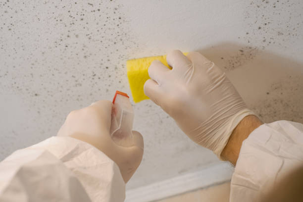 Best Black Mold Removal  in Sunset Beach, NC